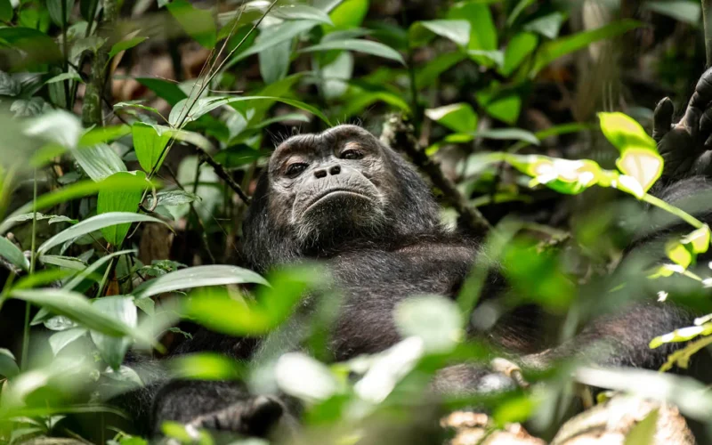 Kibale National Park