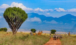 Kidepo Valley National Park