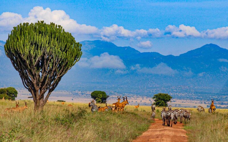 Kidepo Valley National Park