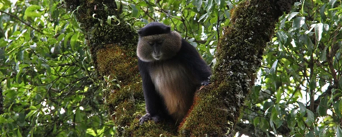 Mgahinga National Park 