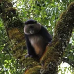 Mgahinga National Park