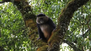 Mgahinga National Park 