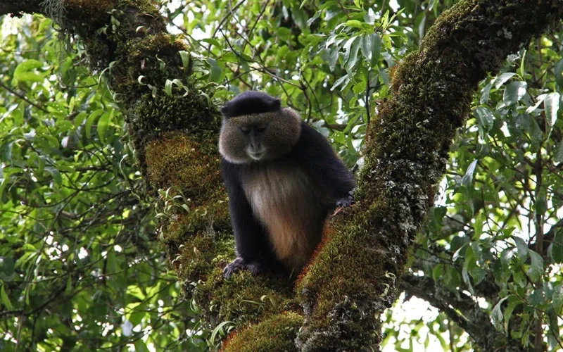 Mgahinga National Park 