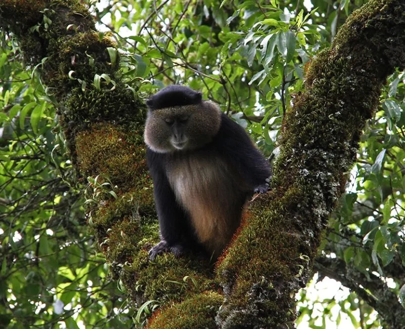 Mgahinga National Park 