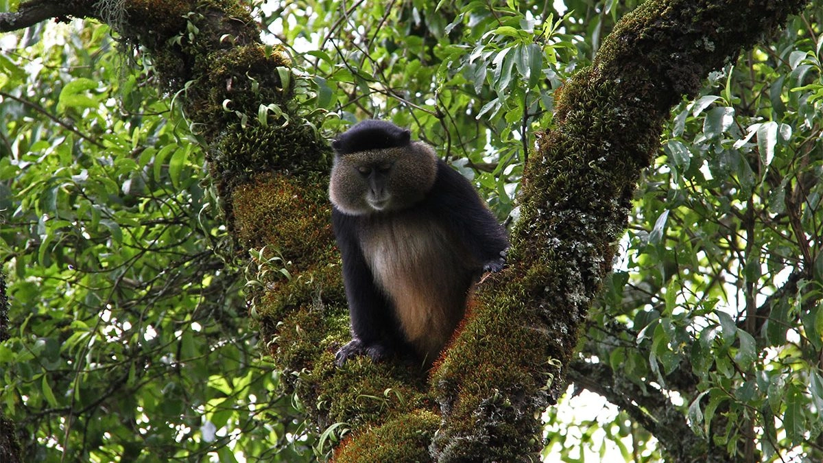 Mgahinga National Park