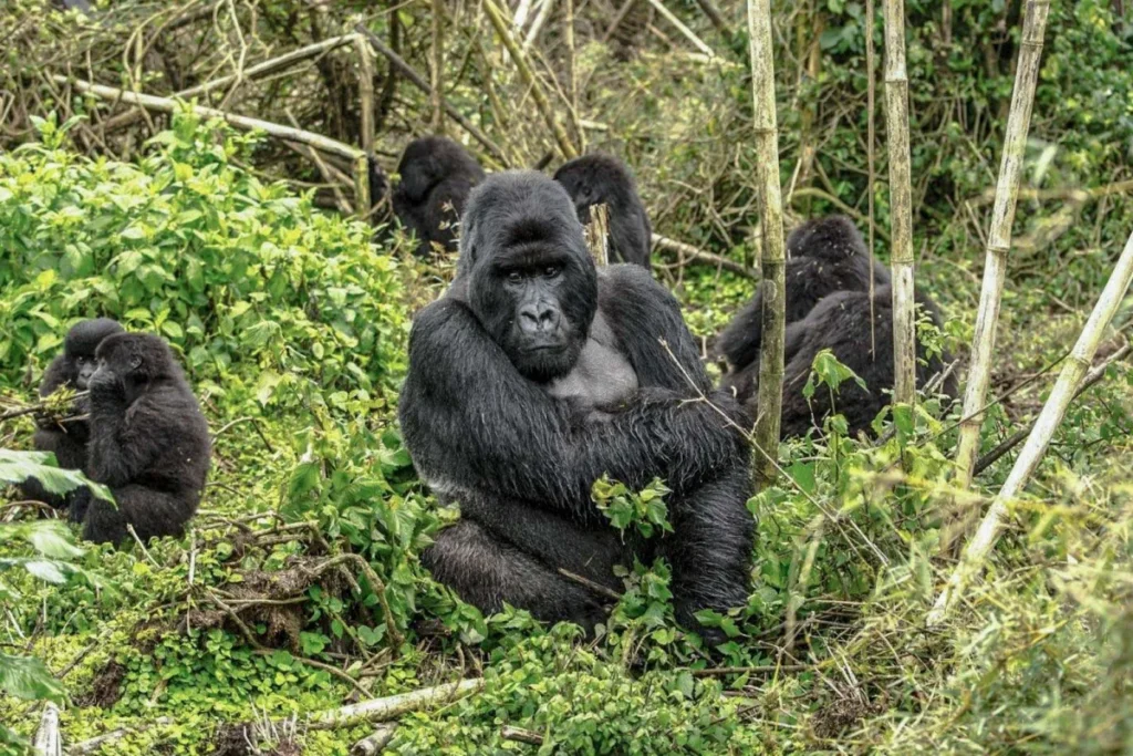 9-Day Rwanda Great Primate Expedition Safari