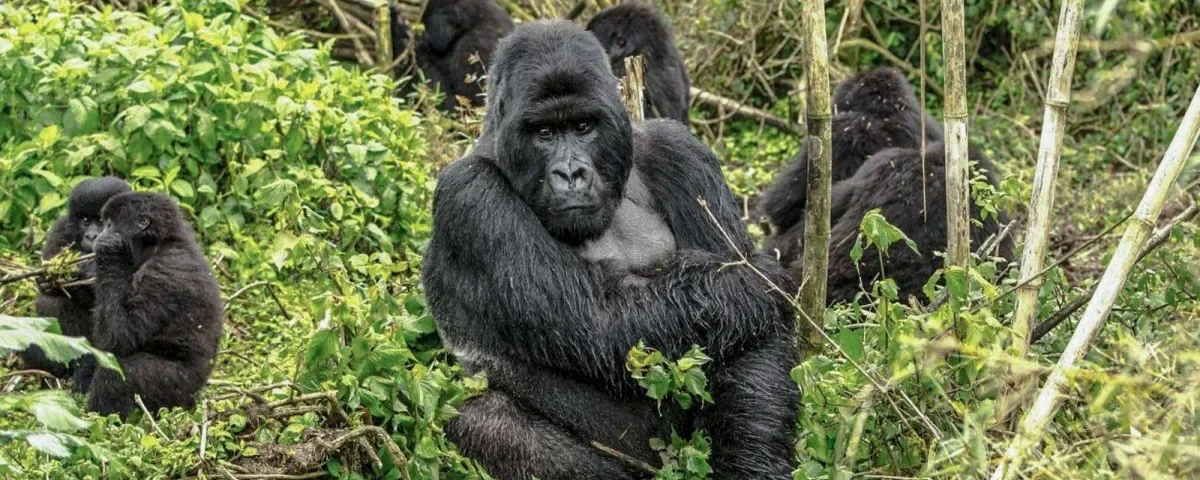 9-Day Rwanda Great Primate Expedition Safari