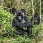 9-Day Rwanda Great Primate Expedition Safari