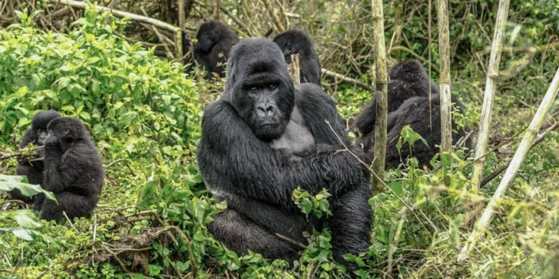 9-Day Rwanda Great Primate Expedition Safari 9-Day Rwanda Great Primate Expedition Safari