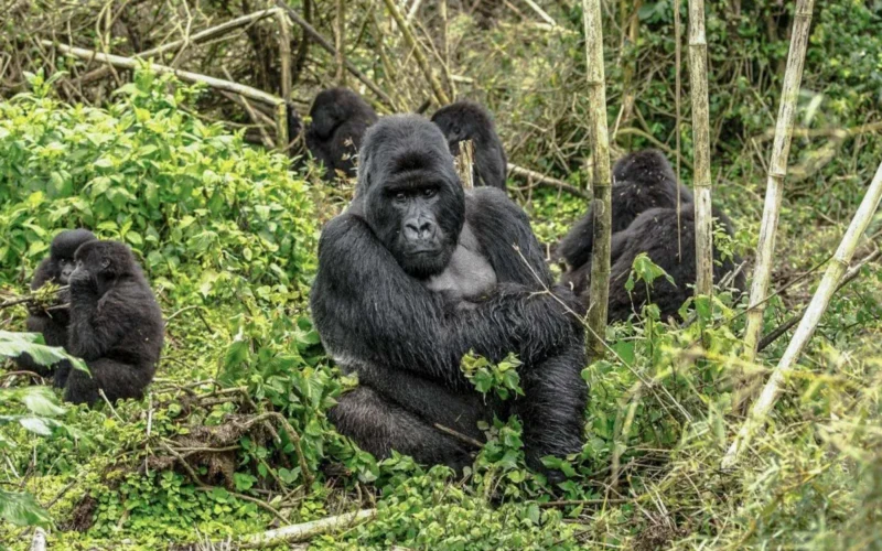 9-Day Rwanda Great Primate Expedition Safari