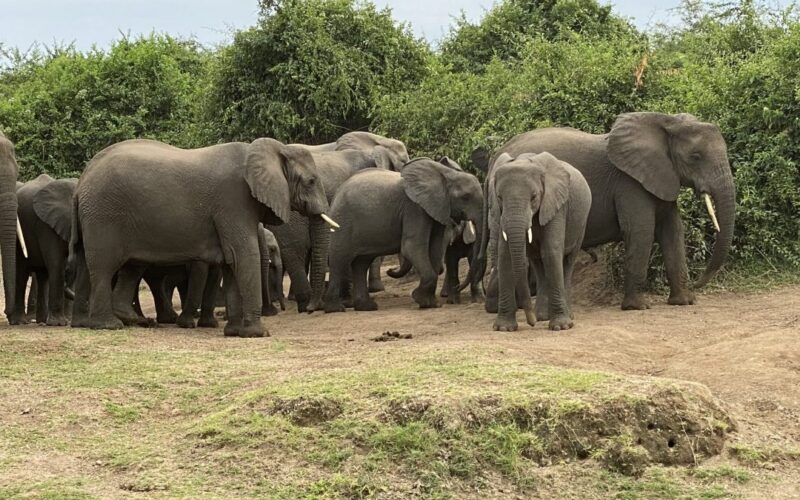 Queen Elizabeth National Park