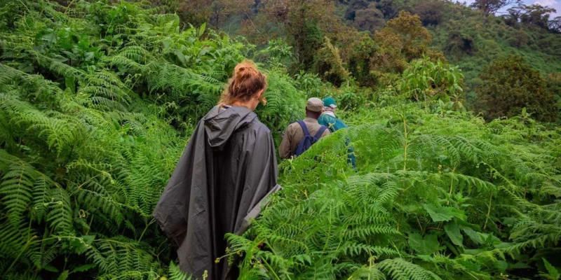 Envubu African Safaris Envubu African Safaris