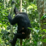 7 Days Highlights of Rwanda Safari