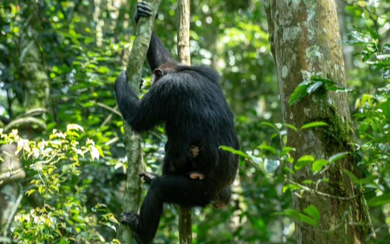 7 Days Highlights of Rwanda Safari