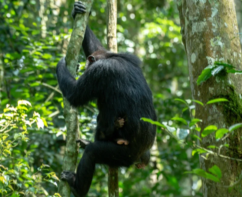 7 Days Highlights of Rwanda Safari