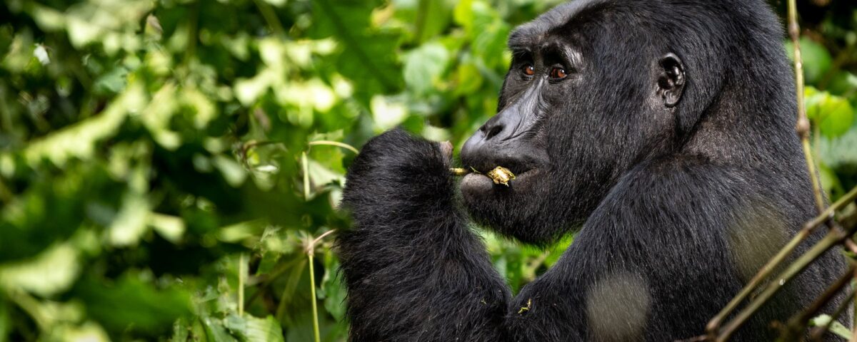 Uganda Gorilla Habituation Safari