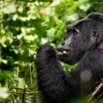 Uganda Gorilla Habituation Safari