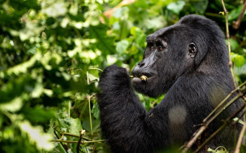 Rwanda Wildlife & Uganda Gorilla Habituation Safari