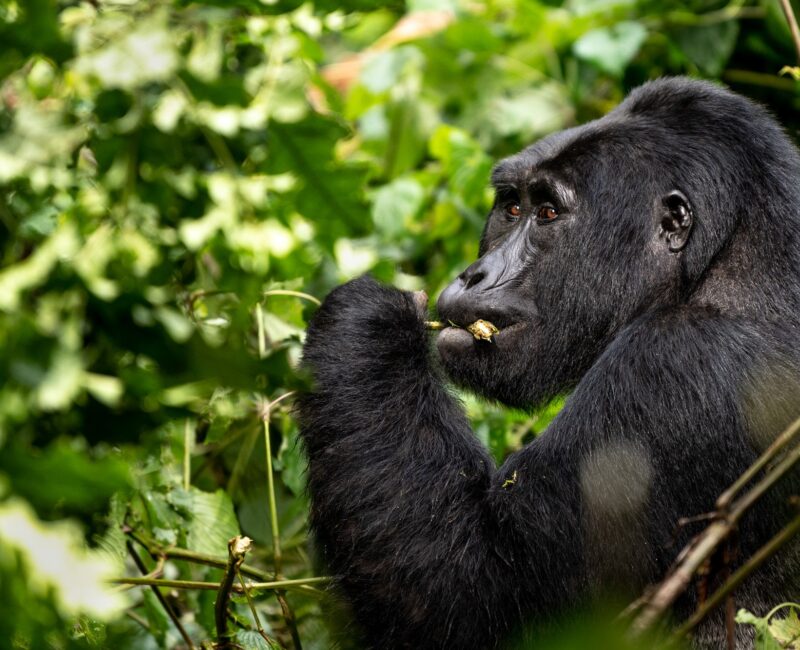 Uganda Gorilla Habituation Safari