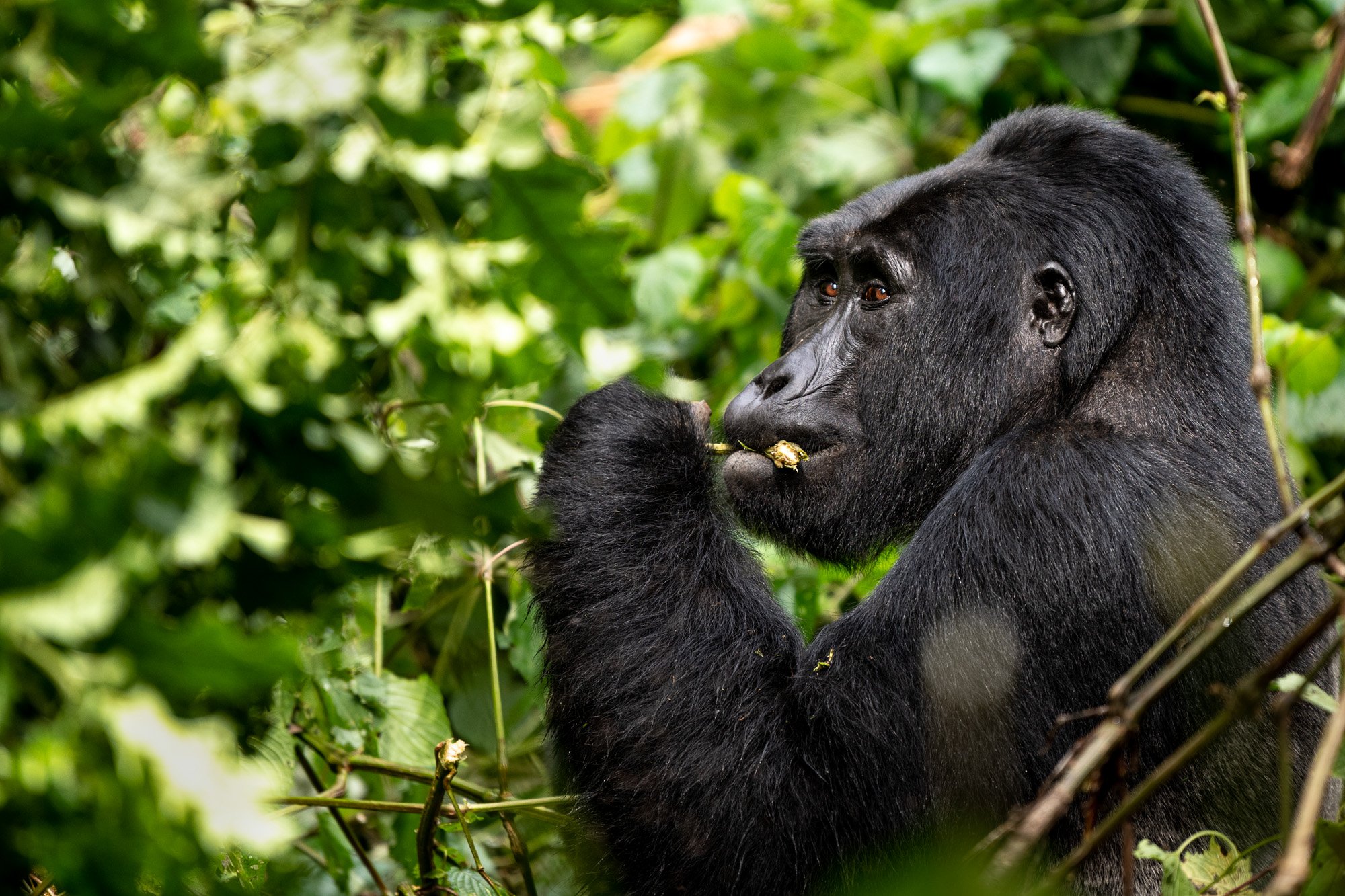 Rwanda Wildlife & Uganda Gorilla Habituation Safari