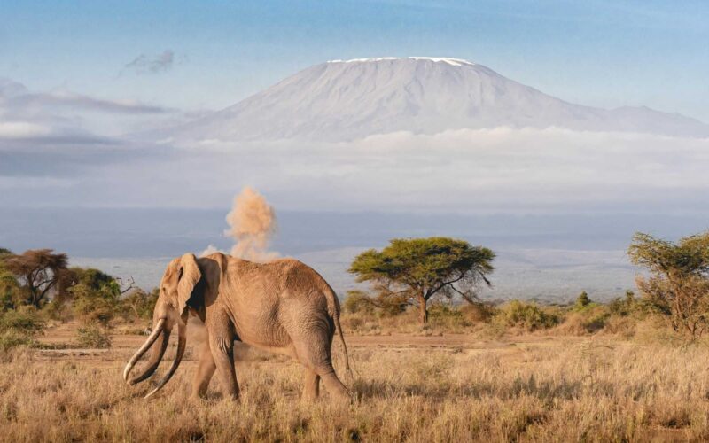Majestic Tanzania Wildlife Luxury Safari