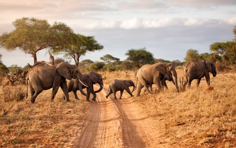10-Day Tanzania Wildlife Safari & Zanzibar