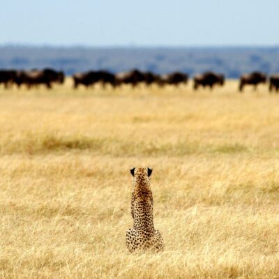 Tanzania Safaris