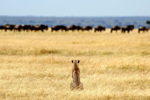Tanzania Safaris