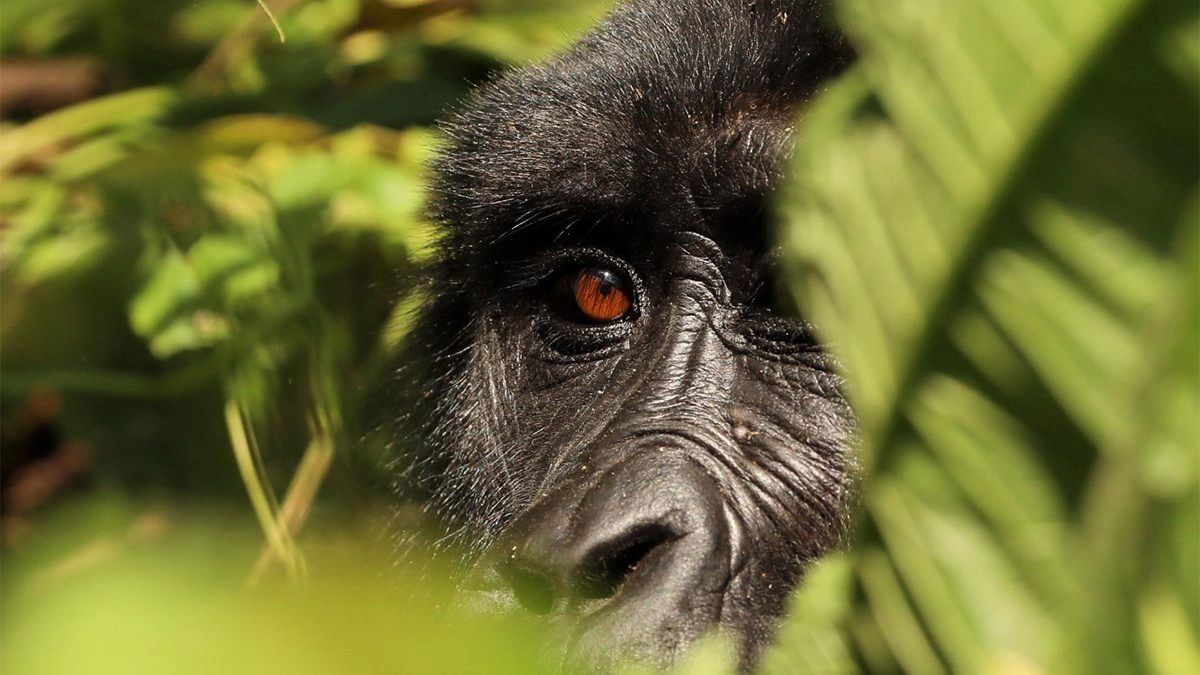 Uganda Gorilla Trekking