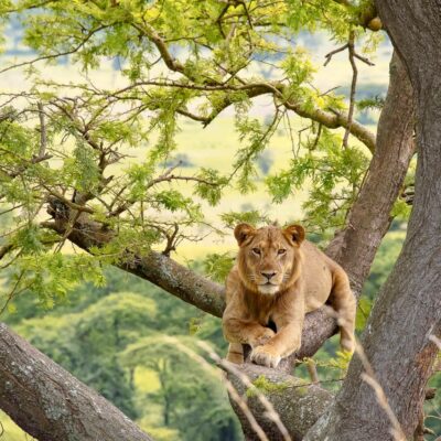 Uganda Safaris