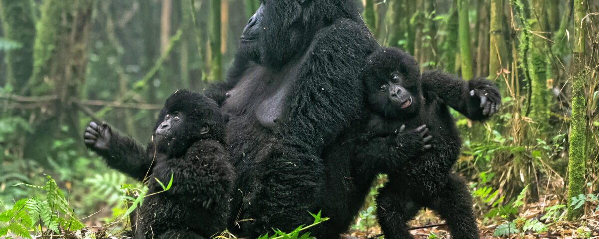 Uganda Gorilla Trekking Tour