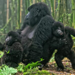 Uganda Gorilla Trekking Tour