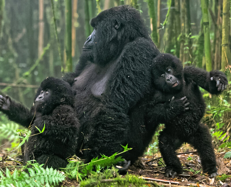 Uganda Gorilla Trekking Tour