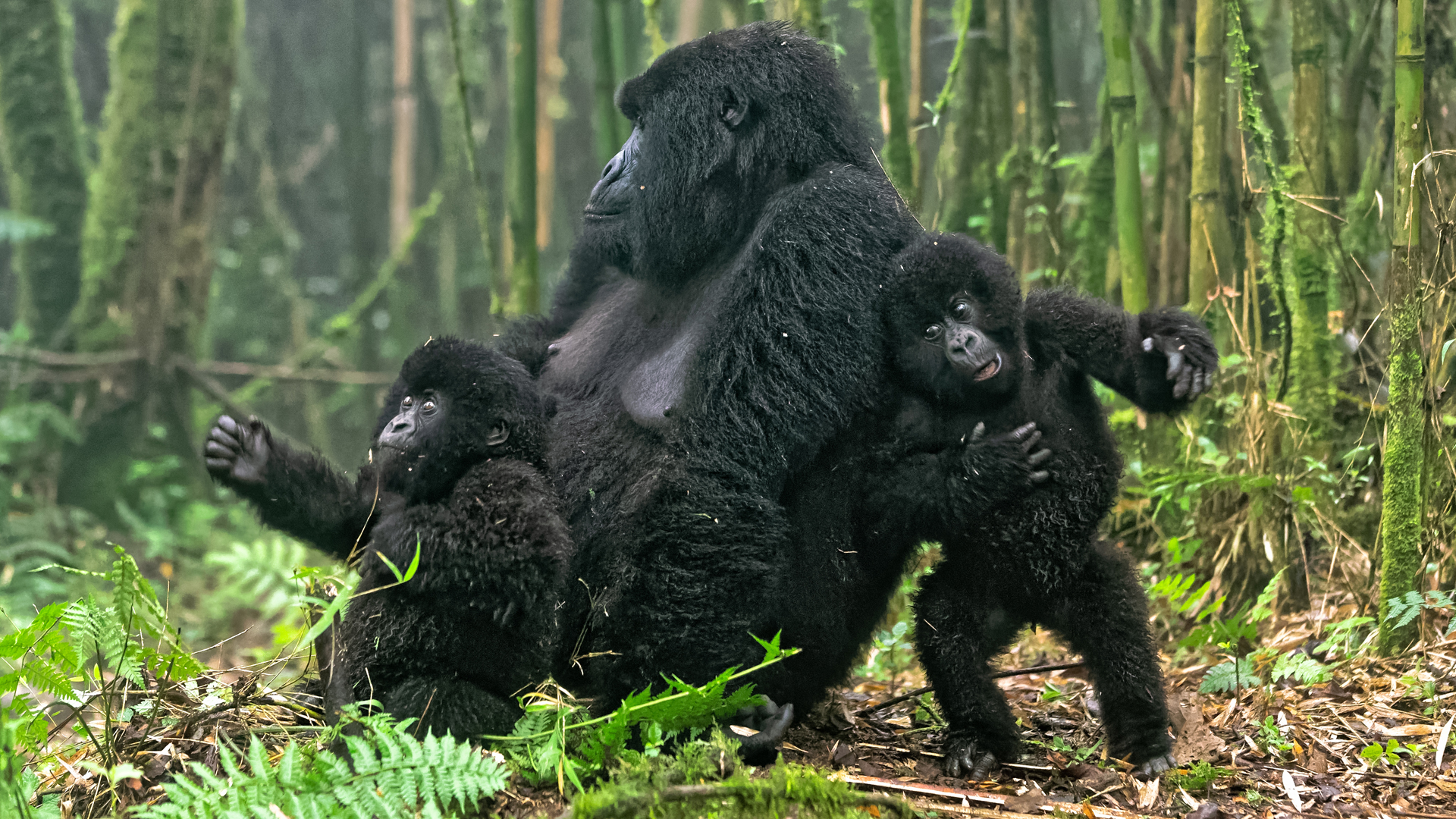 Uganda Gorilla Trekking Tour