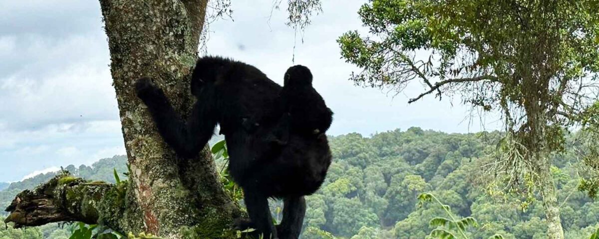Gorilla Trekking