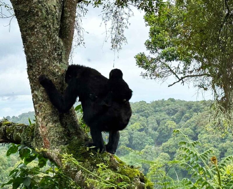 Gorilla Trekking
