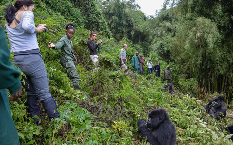 10-Day Uganda Big Five Safari & Gorilla Trekking Tour