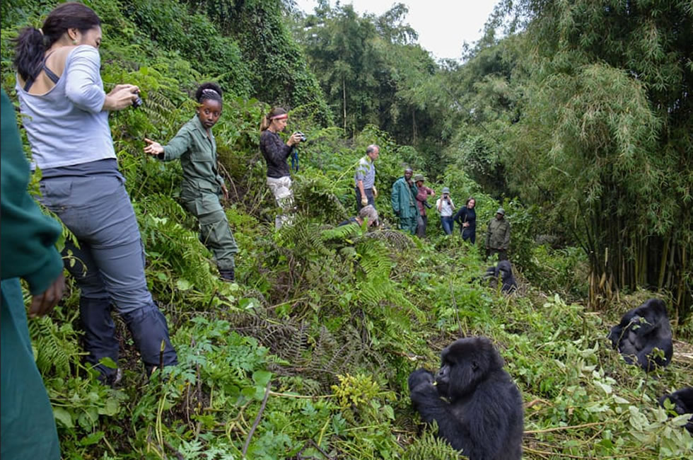 10-Day Uganda Big Five Safari & Gorilla Trekking Tour