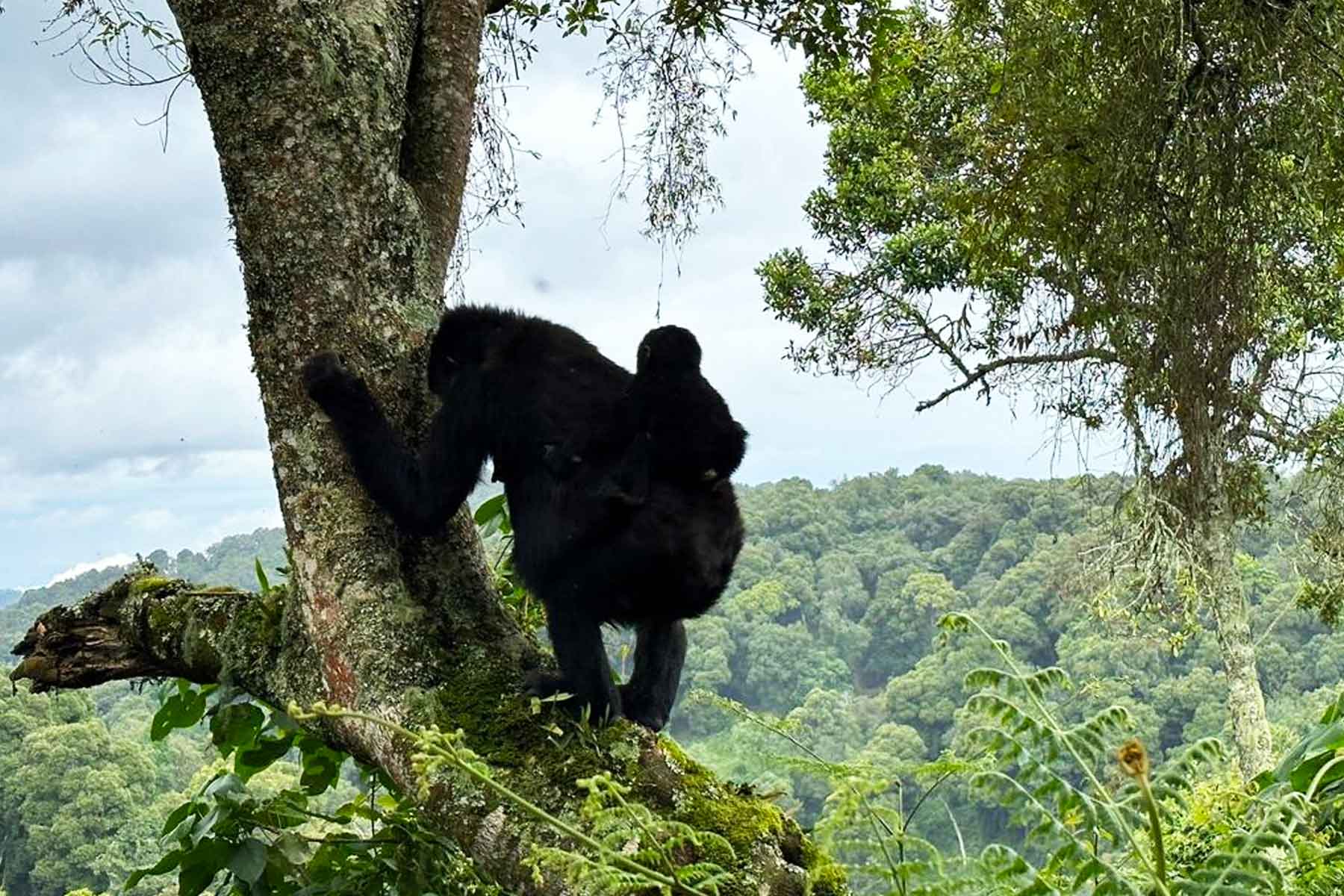 Gorilla Trekking