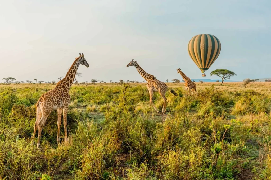 9-Day Ultimate Tanzania Wildlife Safari
