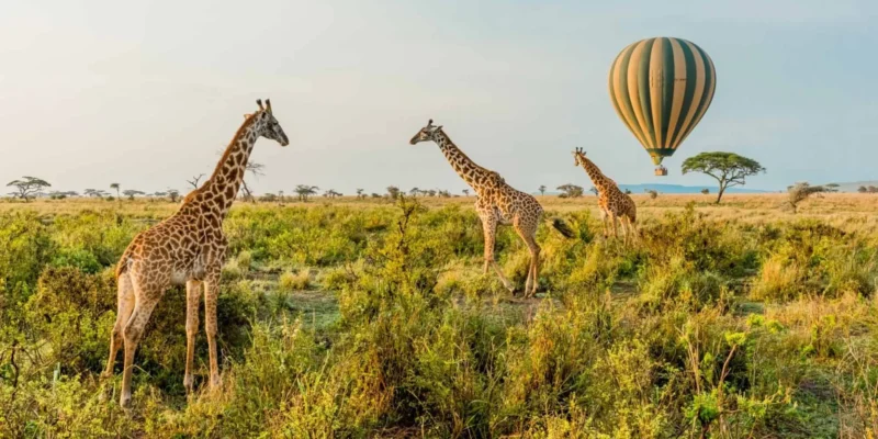 9-Day Ultimate Tanzania Wildlife Safari 9-Day Ultimate Tanzania Wildlife Safari