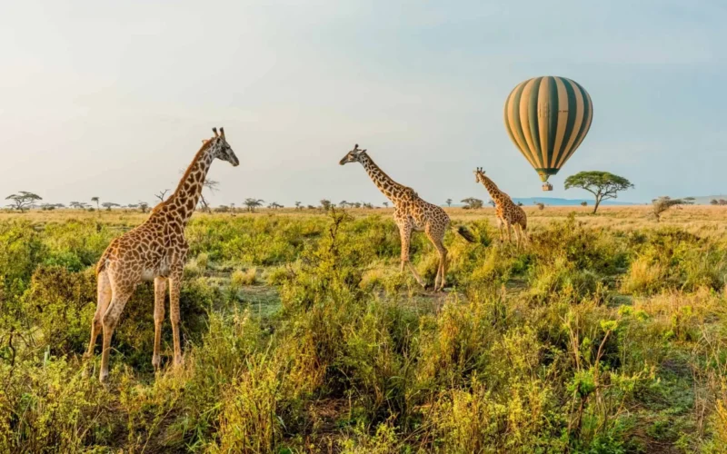 9-Day Ultimate Tanzania Wildlife Safari