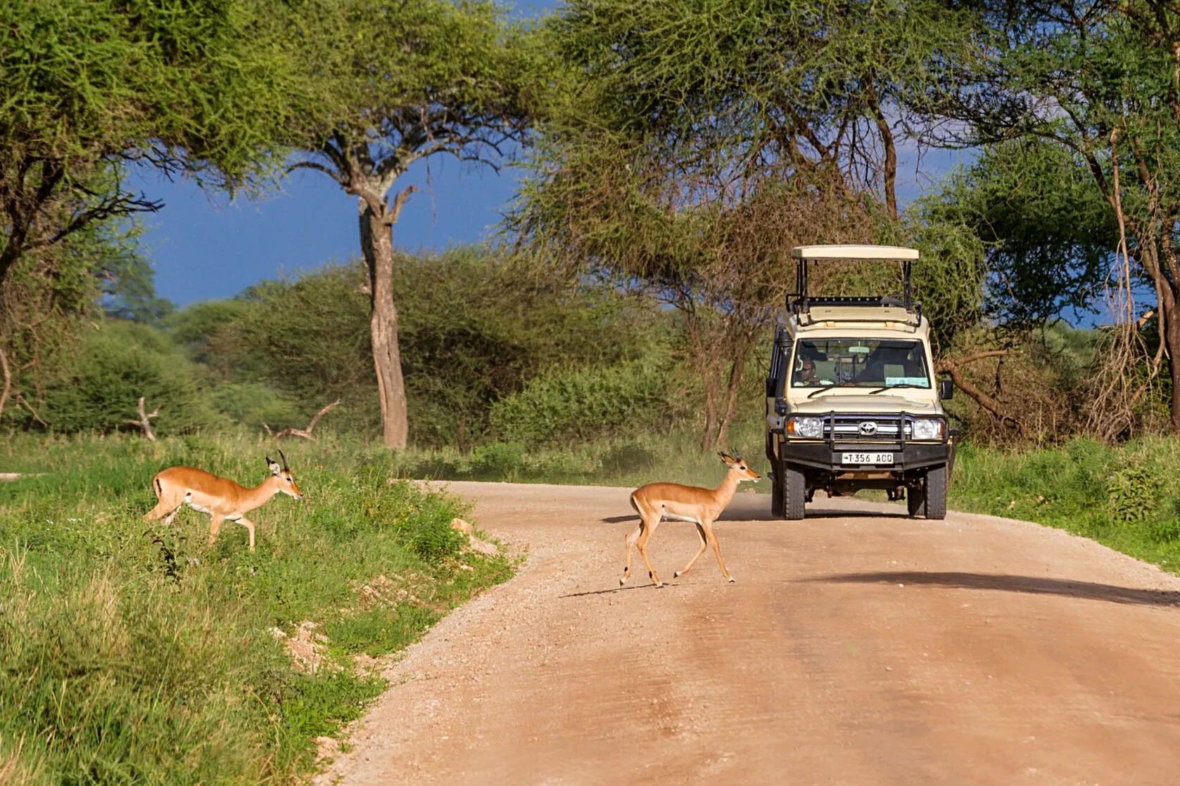 Activities In Tanzania