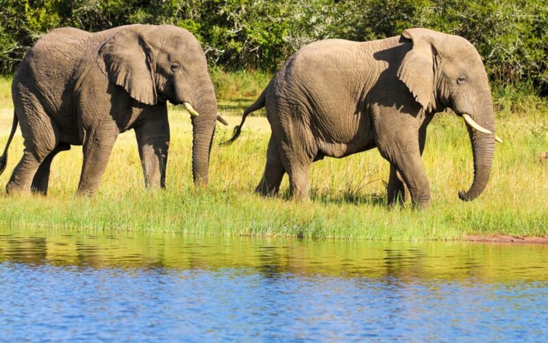 Akagera National Park