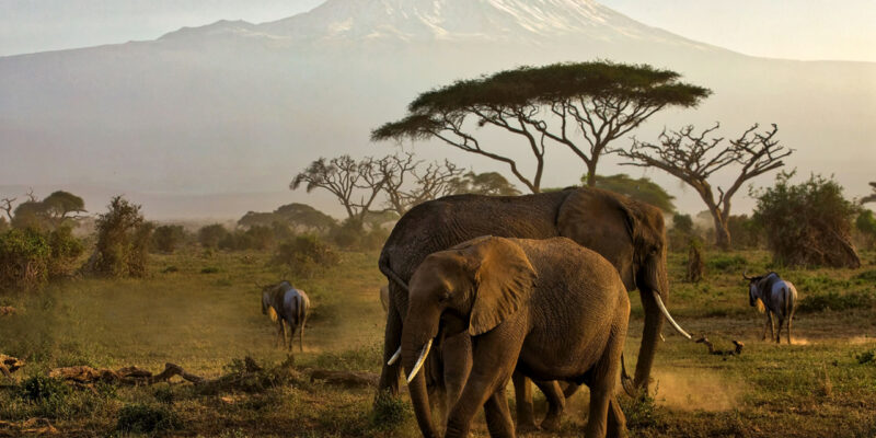 The Heartbeat of African Wilderness The Heartbeat of African Wilderness