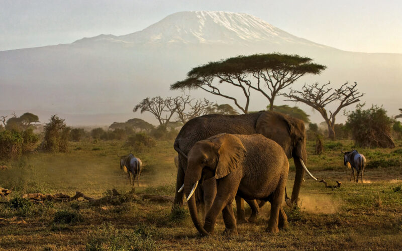 The Heartbeat of African Wilderness
