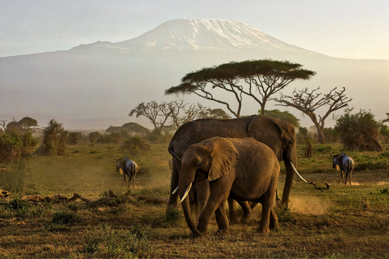The Heartbeat of African Wilderness
