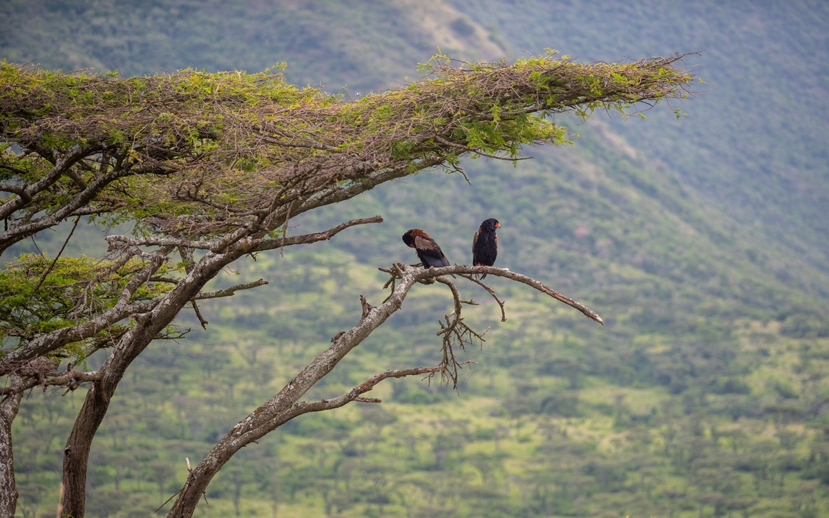 Best Destinations for Uganda Experiential Safaris