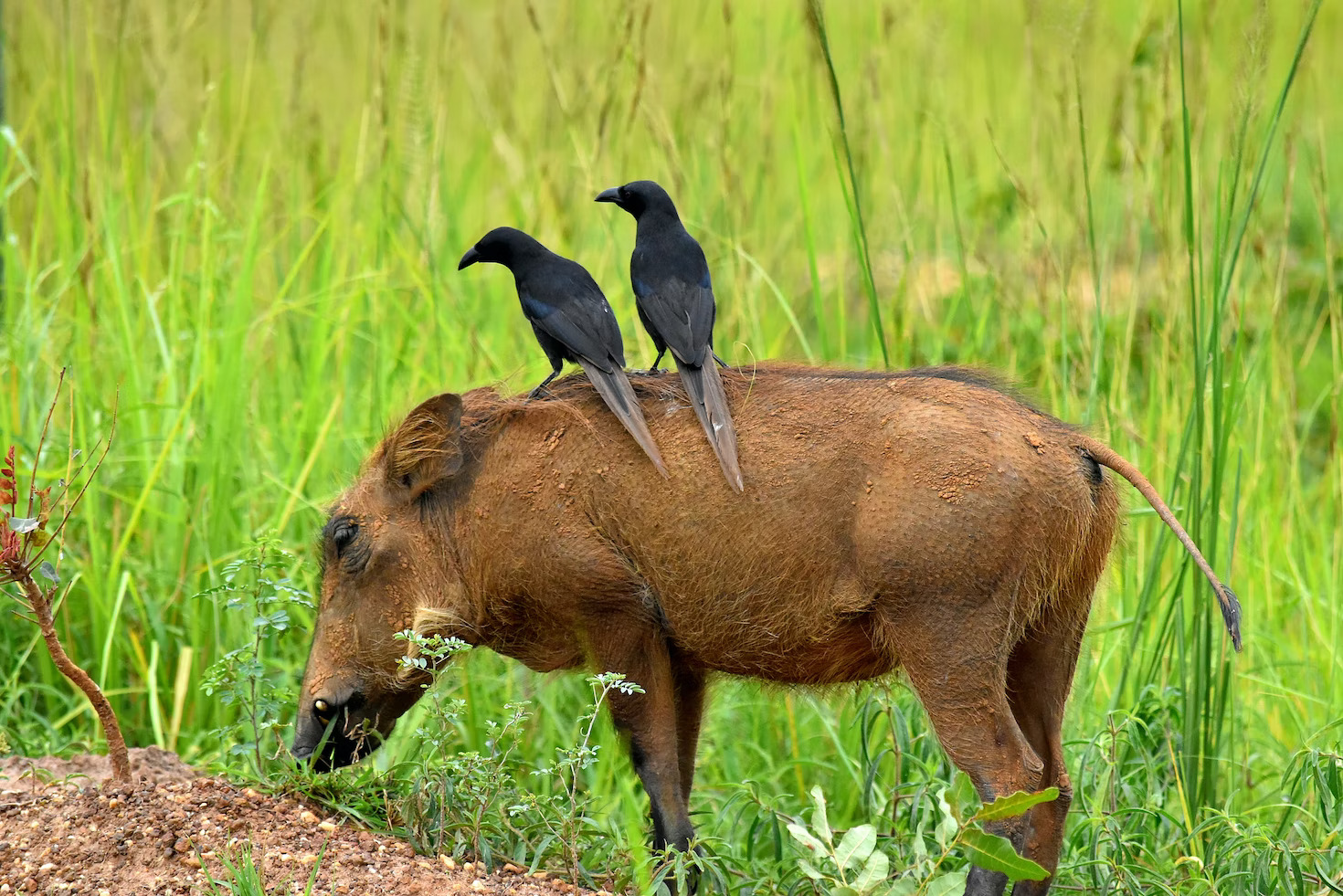 Best Of Uganda Safaris