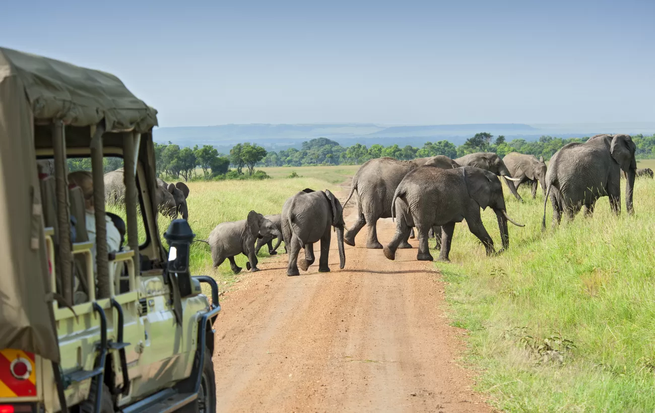Best Wildlife Safari
